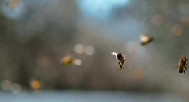 And in July, we let the bees do their work