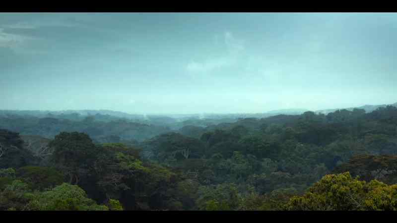 And in the forest