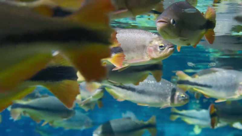and in them live some remarkable fish