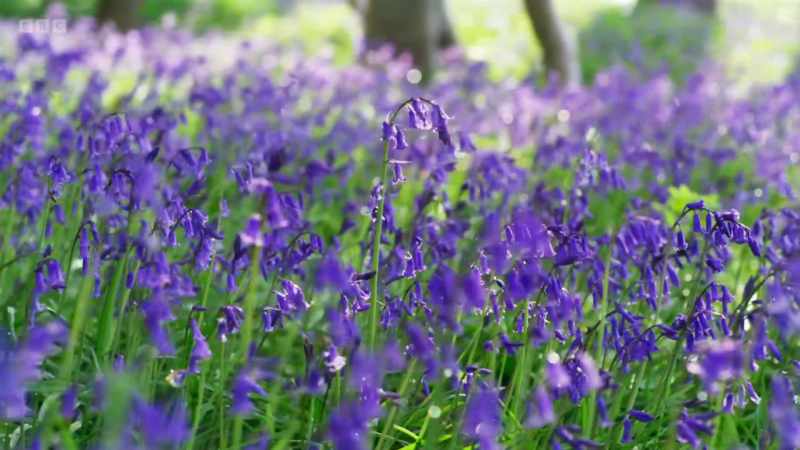 and inviting insects to spread their pollen