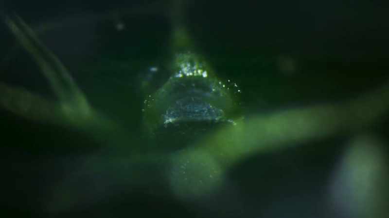 And after it has fed, a bladderwort has enough energy