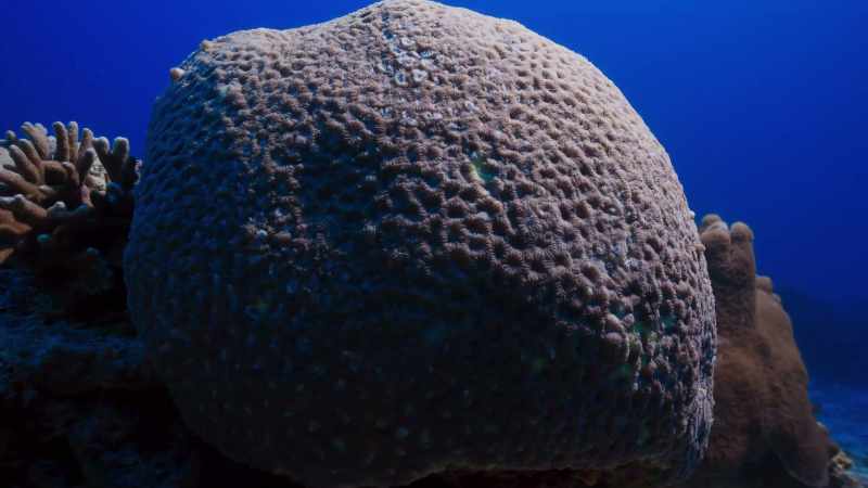 And when it's dark, the polyps continue to feed