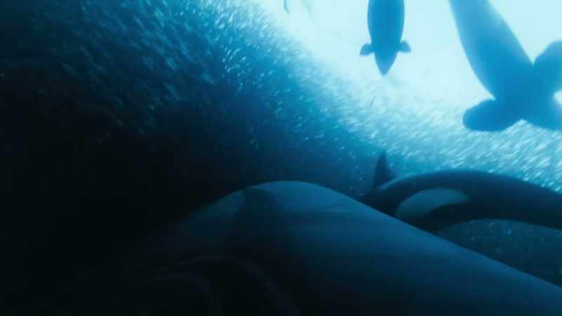 And it's not just the orcas feeding here