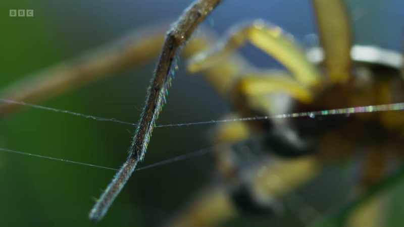 And it's not long before another raft spider picks up the trail