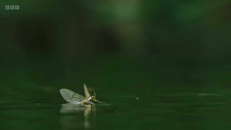 And it's not long before those above water also get their eye in