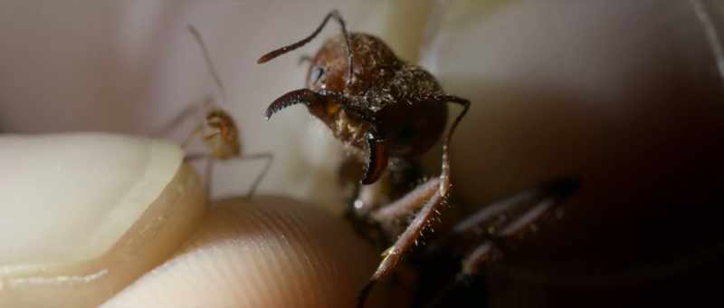 And it's not the smallest worker in this colony