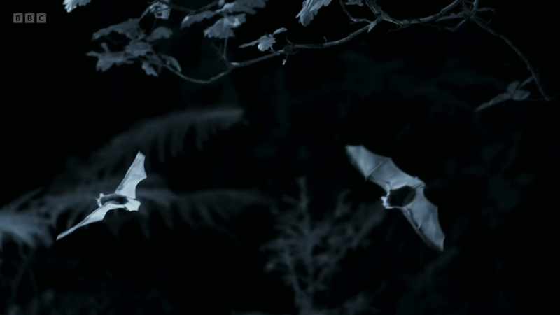 And it's soon joined by others emerging from a cave