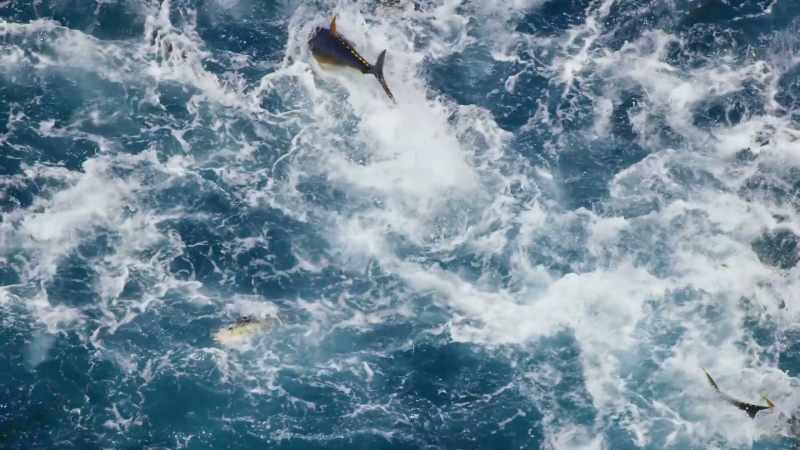 And it's unthinkable to have a world without a healthy ocean