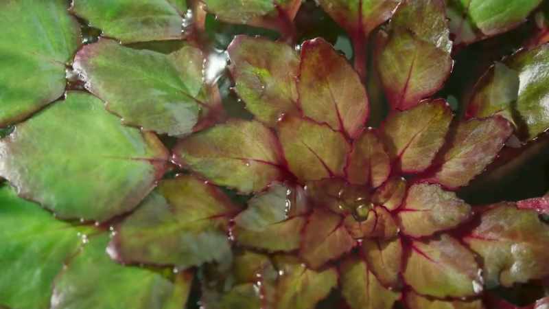 And jostles for space with the densely packed leaves