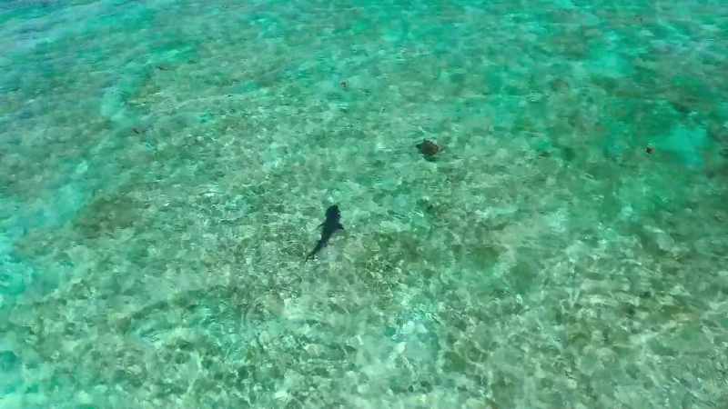 And just by keeping the turtles on the move
