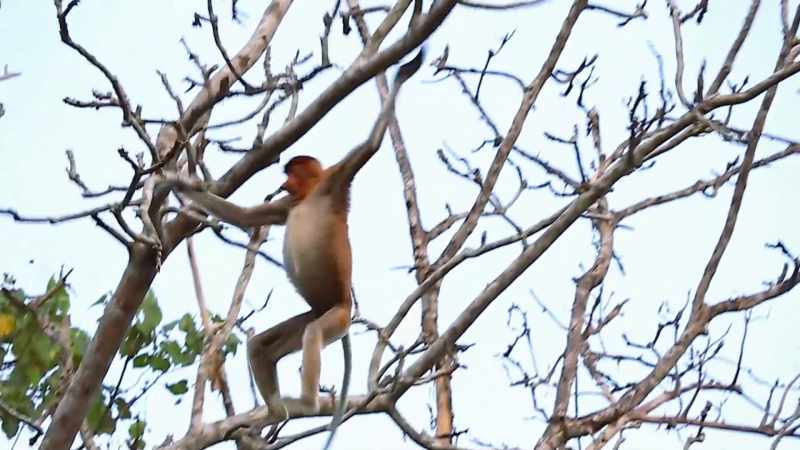And like some proboscis monkeys, I've been known to swing both ways!