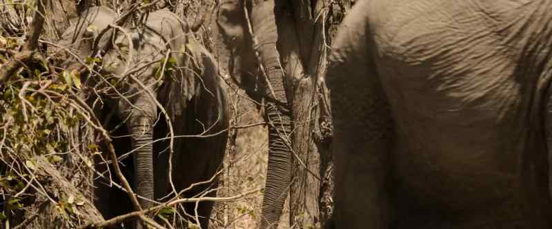 And for lions, baby elephants would satisfy both
