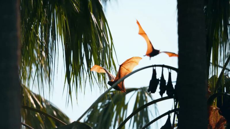 And little red flying foxes cling on with it