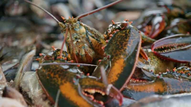 And lobsters, I mean, they look incredible