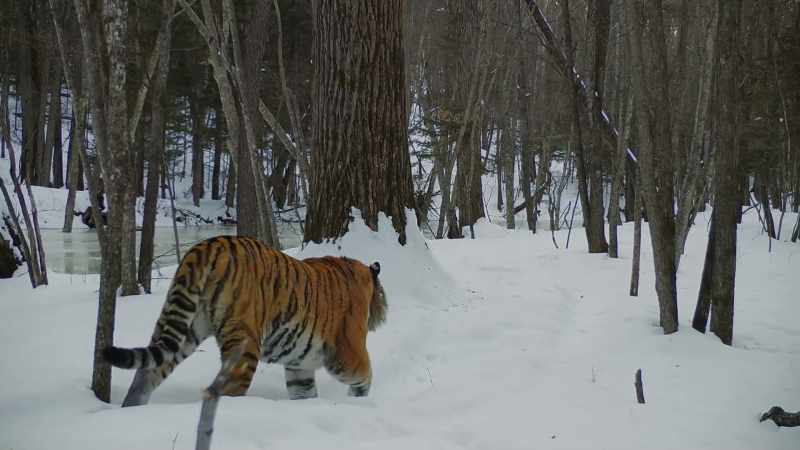 And as long as this forest is kept free from poachers