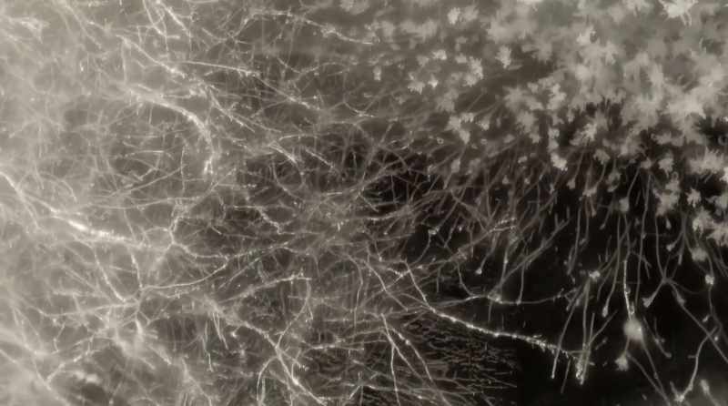And that mass of threads is called a mycelium