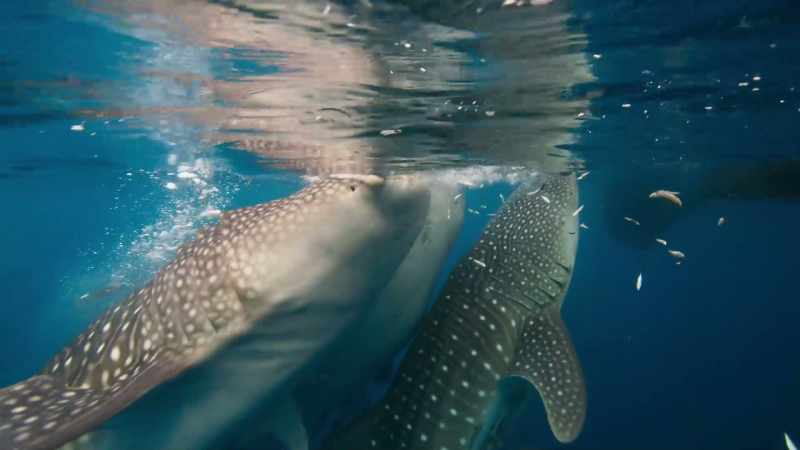 And maybe one day, other shark species will be protected, too