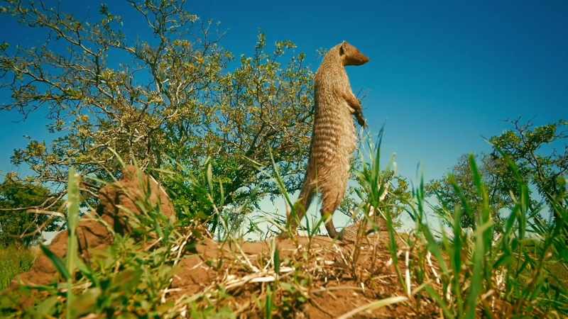 and mongoose have a talent for making friends