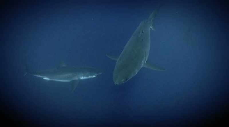 And most likely there was one shark underneath another shark
