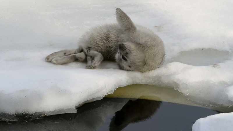 And they mostly eat fish, which can make the ice cover
