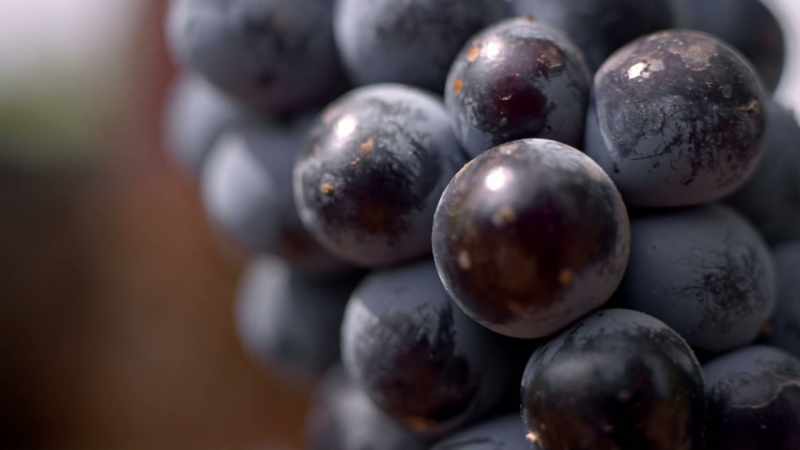 And Nero d'Avola
