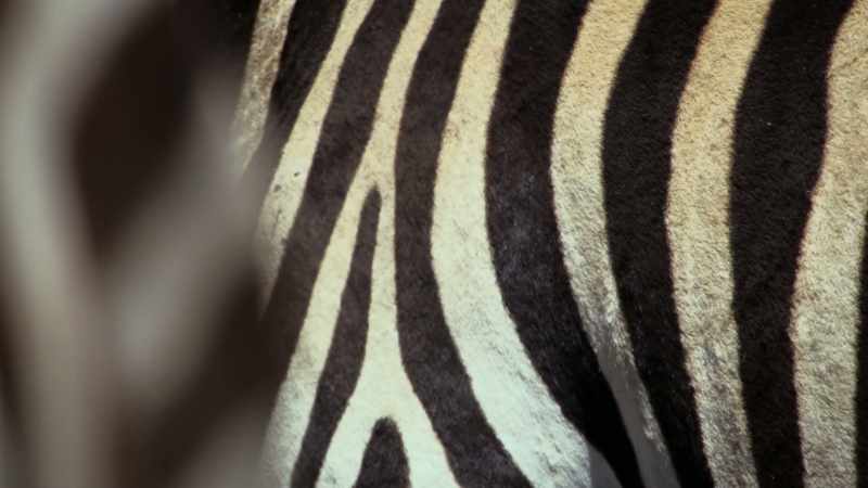 And no two animals have exactly the same pattern