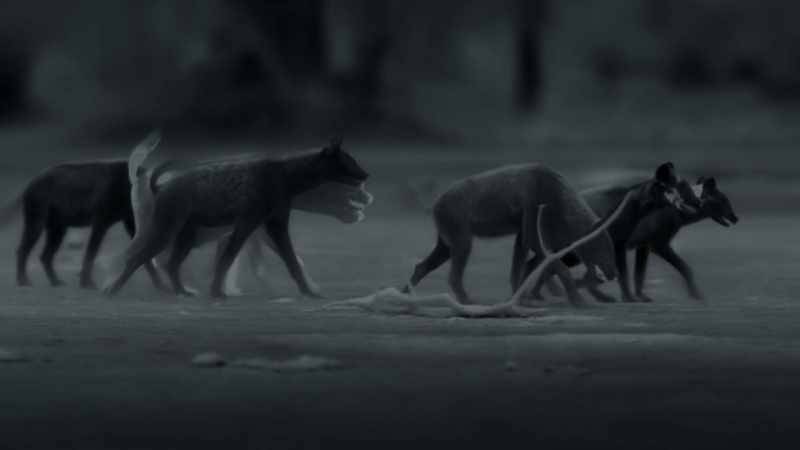 And now, 15 hyenas are tracking them