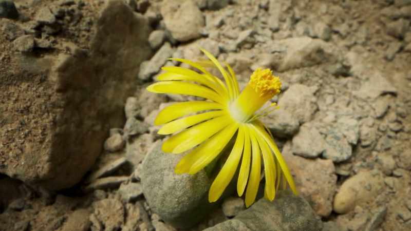 And now, it blooms