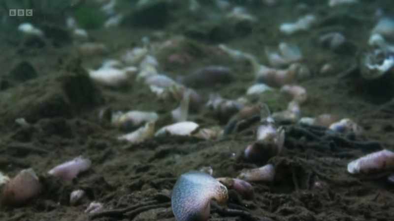 And now they can start hoovering the seabed once more