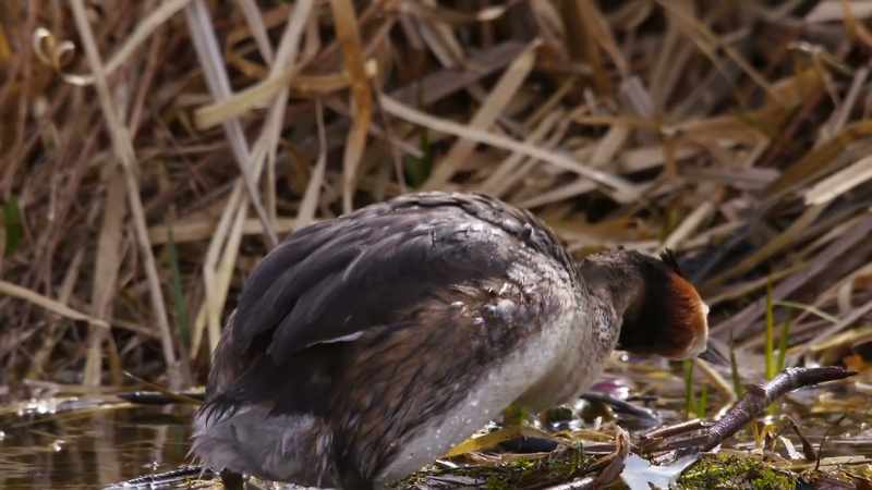 And now it's ready for some fertilized eggs