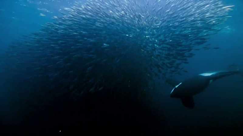 And now the orca deploy their special weapon