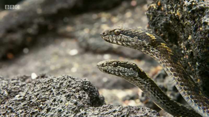 and now the snakes are on the alert