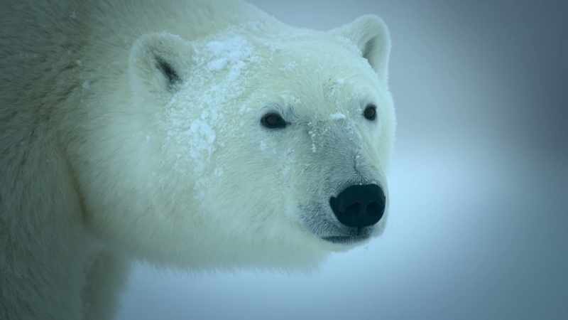 And now there's less sea ice due to climate change