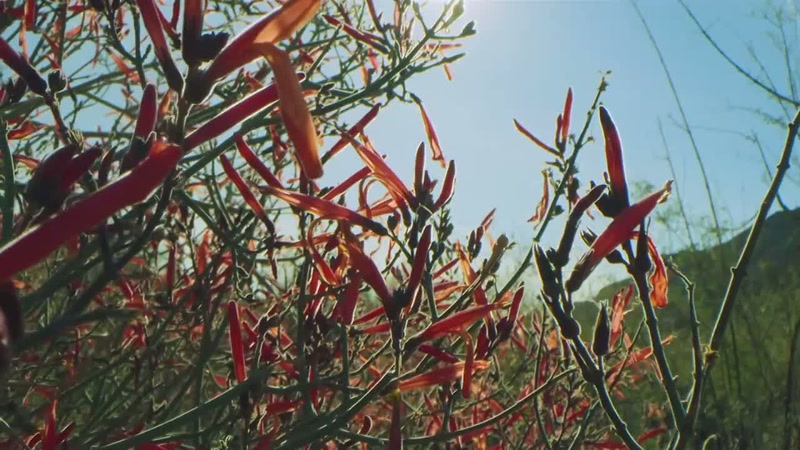 'And now these nectar-laden flowers