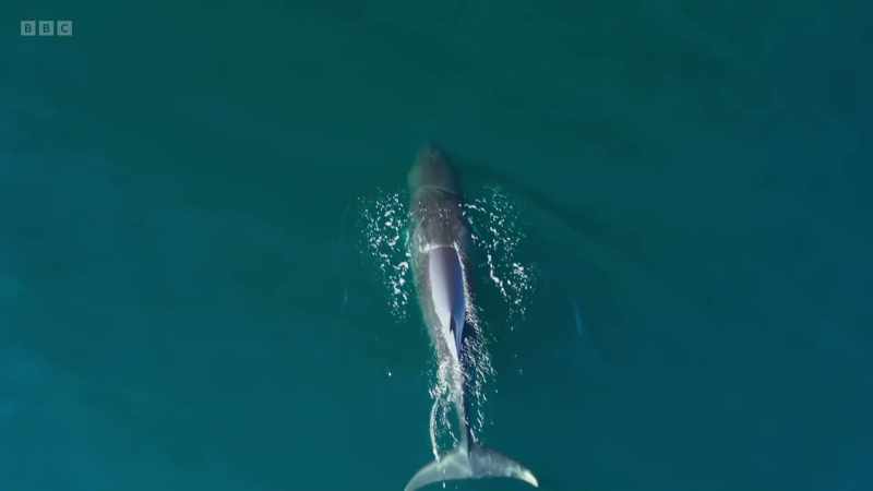 And obviously the wildlife on the island changes continually