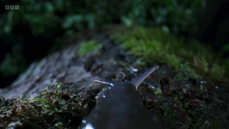 and on this damp night, this slug is looking for a partner