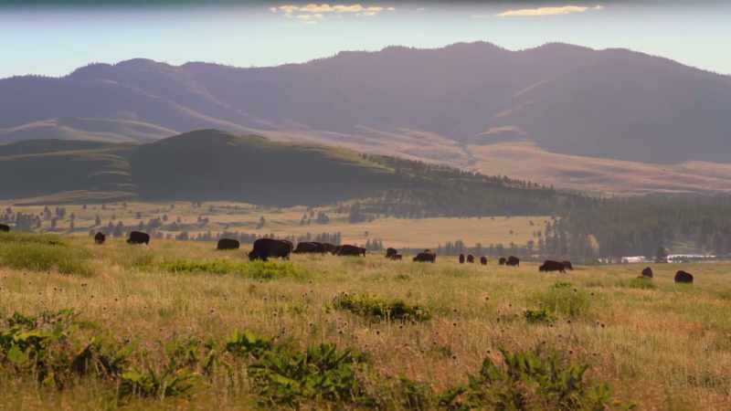 And on the Flathead Reservation
