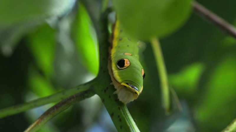 And one particular caterpillar has come to look like a tiny snake