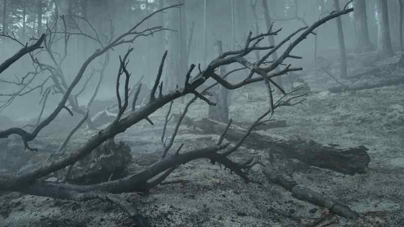 And only a few hours after the fire has passed