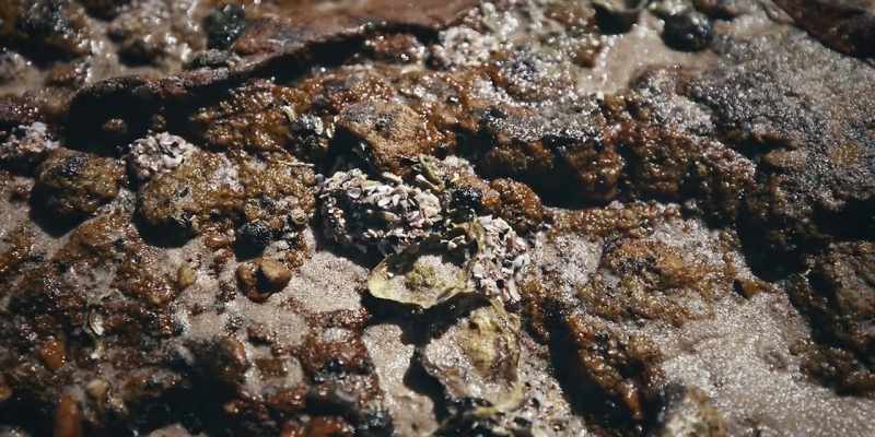 And oysters are a... what you call a filter feeder