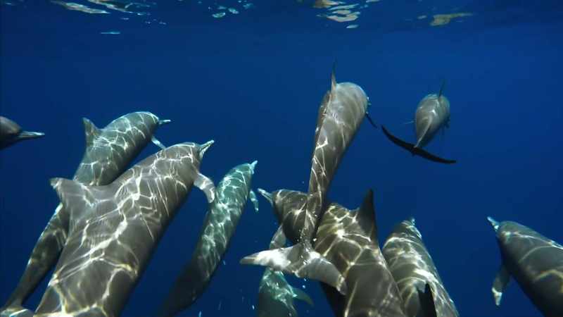 And patrolling this desert, spinner dolphins