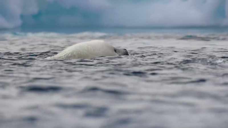 and practises swimming