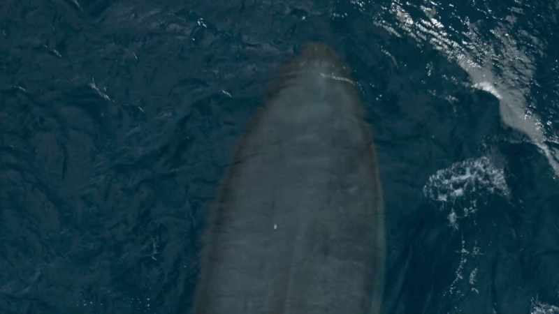 And this provides food for the largest animal