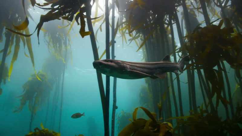 And Pyjama Sharks are experts