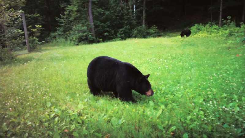 And has raised over 20 of her own cubs