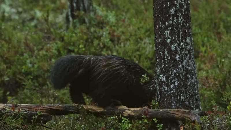 And his search for forest food isn't restricted to the ground
