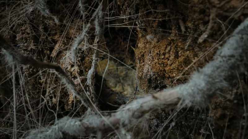 And this secret subterranean relationship allows something even more unexpected