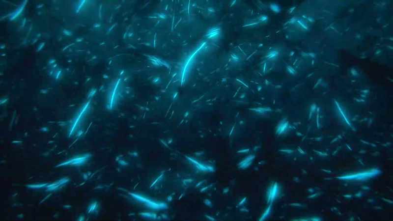 And when seen from below, the glow enables them to blend with