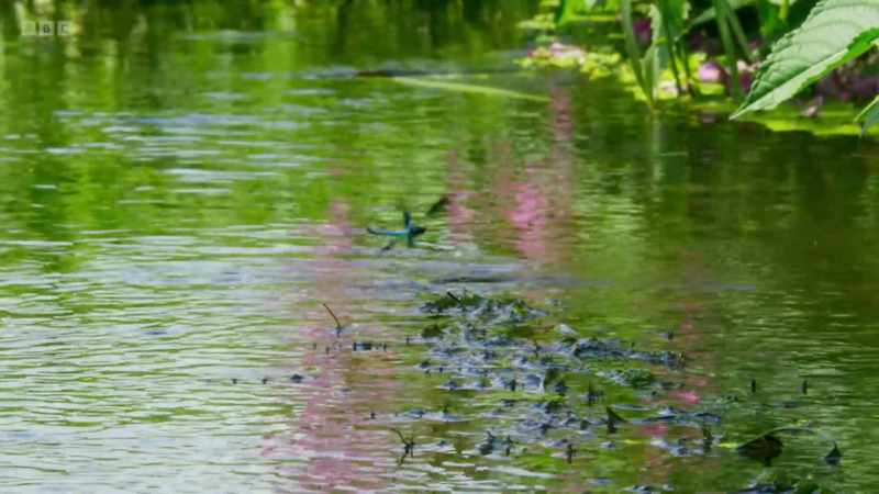 and settles on the water surface