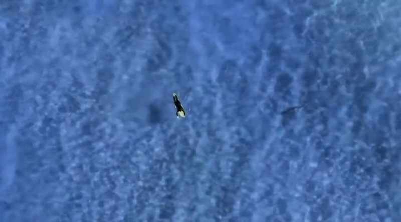 And sharks have been seen checking out humans